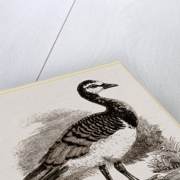 Bernicle Goose by Anonymous