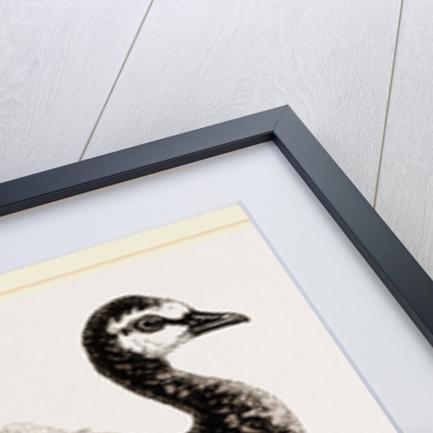 Bernicle Goose by Anonymous