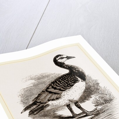 Bernicle Goose by Anonymous