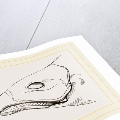 Bill of Cereopsis Goose by Anonymous