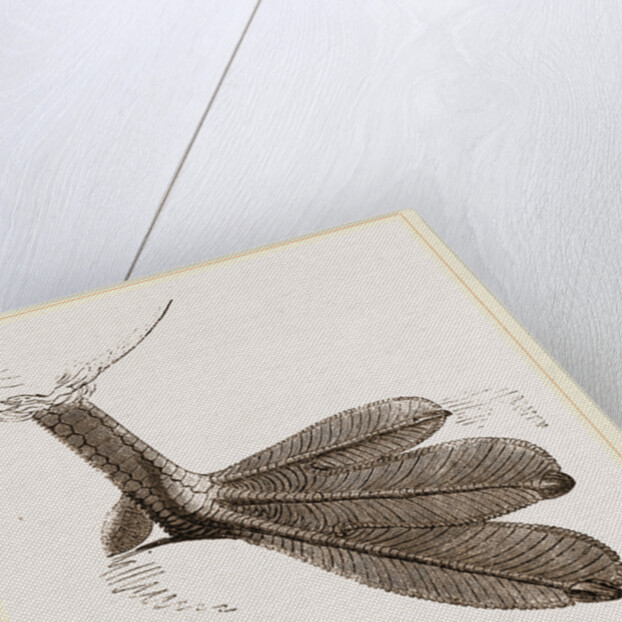 Foot of Grebe by Anonymous