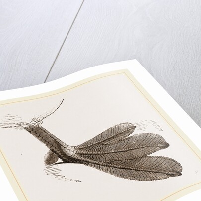 Foot of Grebe by Anonymous