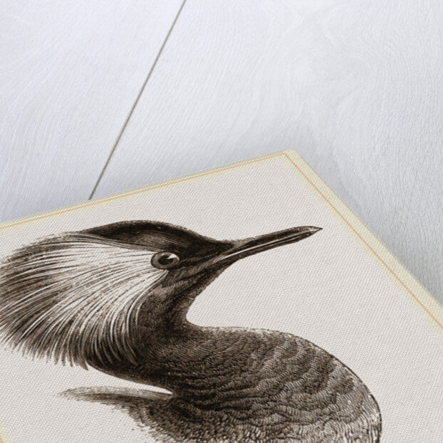 Head of Grebe by Anonymous