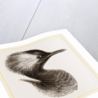 Head of Grebe by Anonymous