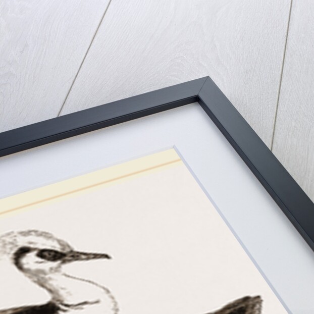Smews by Anonymous