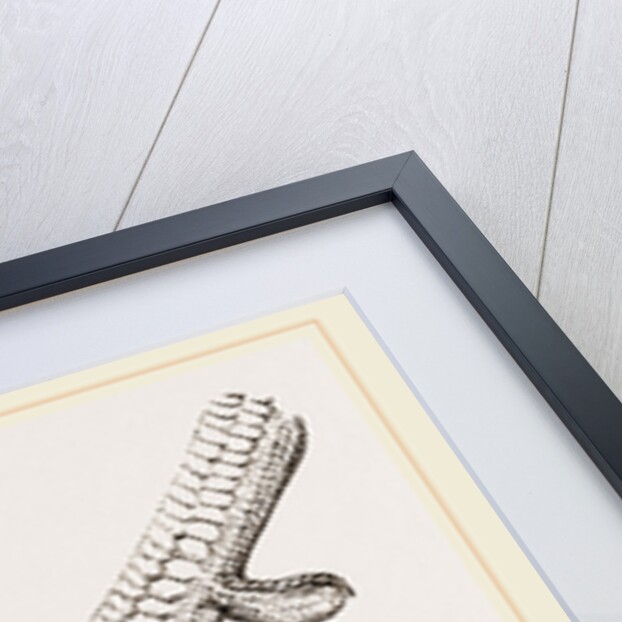 Foot of Merganser by Anonymous
