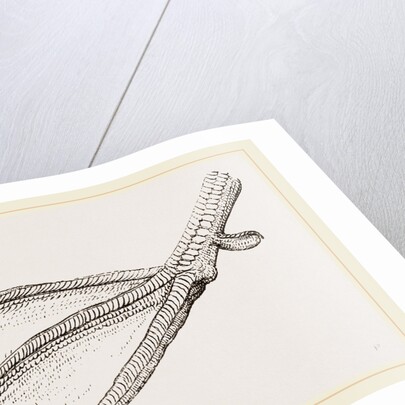 Foot of Merganser by Anonymous