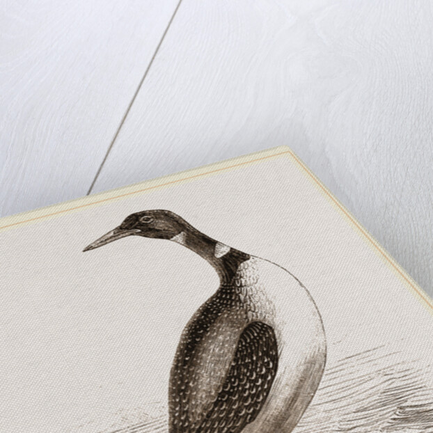 Northern Diver by Anonymous