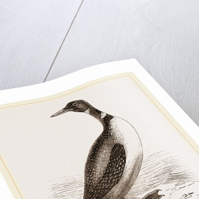 Northern Diver by Anonymous