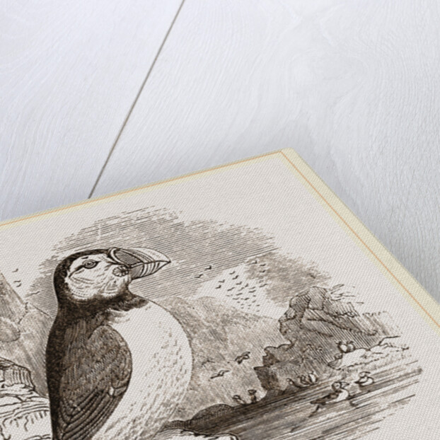 Puffin by Anonymous