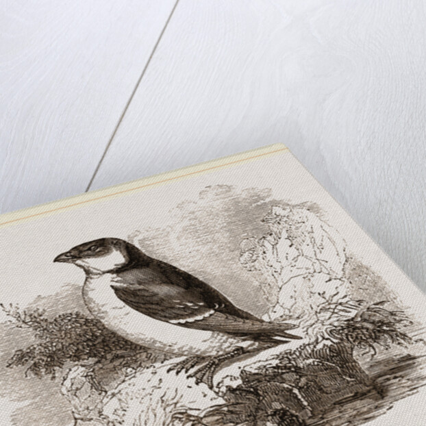 Little Auk by Anonymous