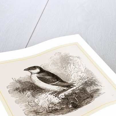 Little Auk by Anonymous