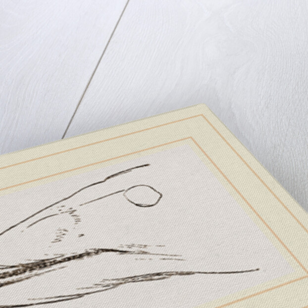 Bill of Guillemot by Anonymous
