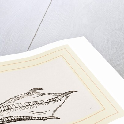Foot of Guillemot by Anonymous
