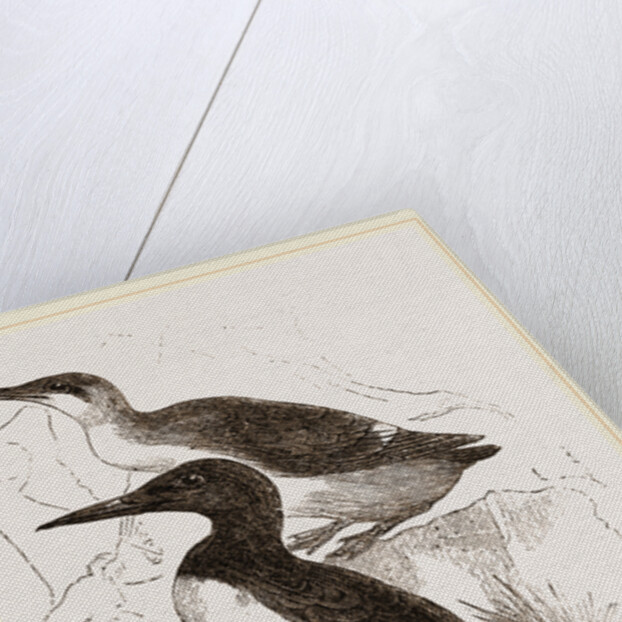 Foolish Guillemots by Anonymous