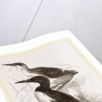 Foolish Guillemots by Anonymous