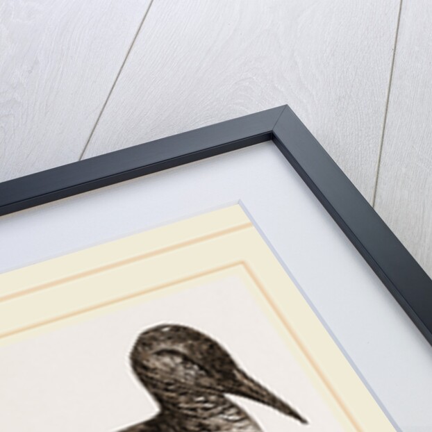 Black Guillemot by Anonymous