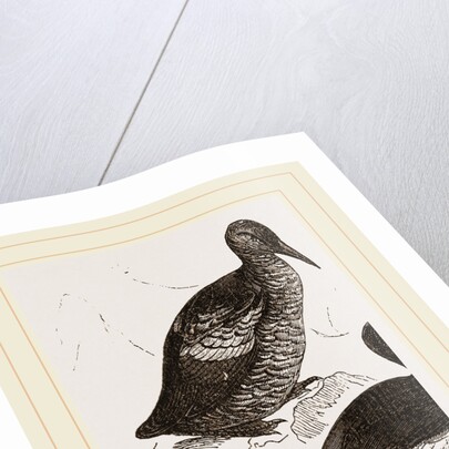 Black Guillemot by Anonymous