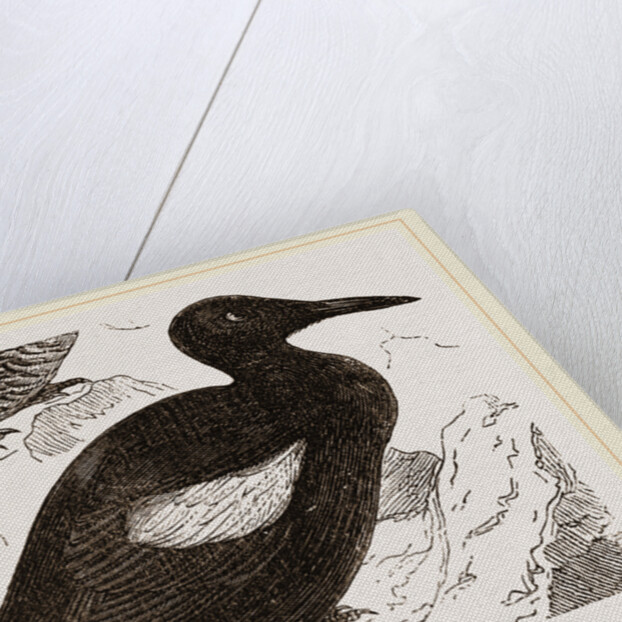 Black Guillemot by Anonymous