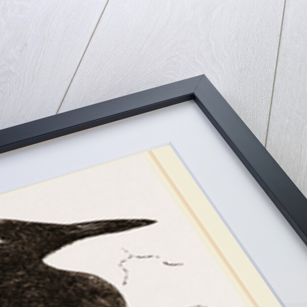 Black Guillemot by Anonymous