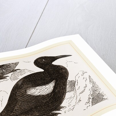 Black Guillemot by Anonymous