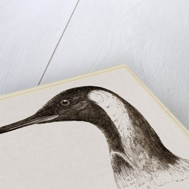 Head of King Penguin by Anonymous