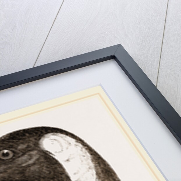 Head of King Penguin by Anonymous