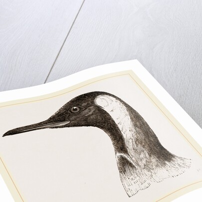 Head of King Penguin by Anonymous