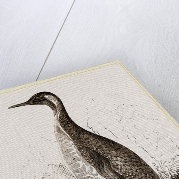 Patagonian Penguin by Anonymous