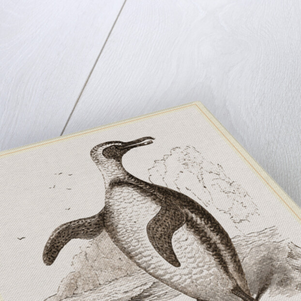 Jackass Penguin by Anonymous