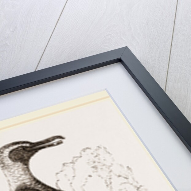 Jackass Penguin by Anonymous