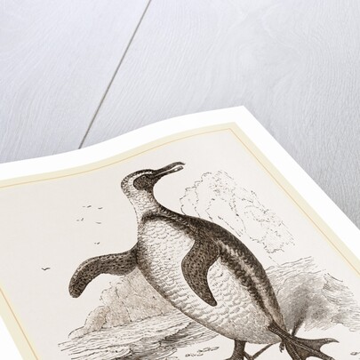 Jackass Penguin by Anonymous