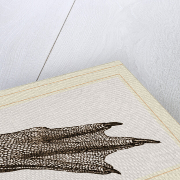 Foot of King Penguin by Anonymous