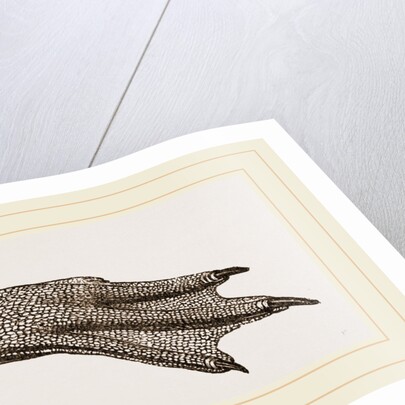 Foot of King Penguin by Anonymous