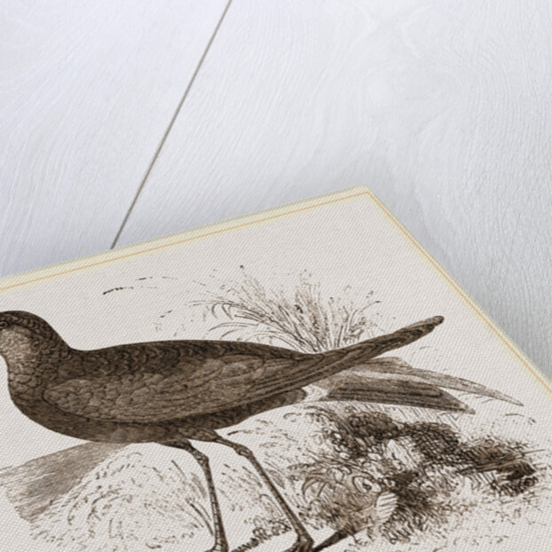 Wilson's Petrel by Anonymous