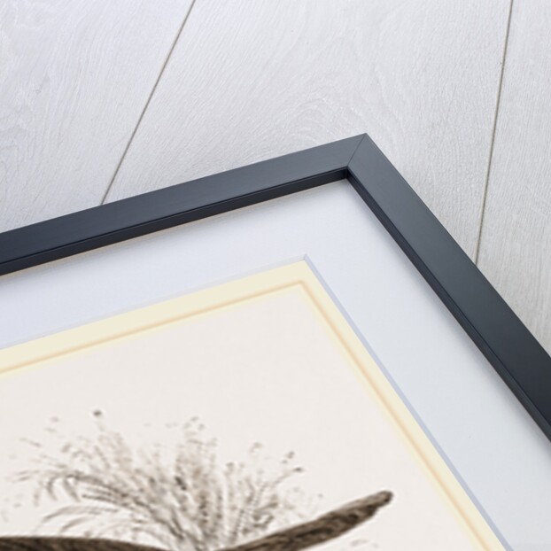 Wilson's Petrel by Anonymous