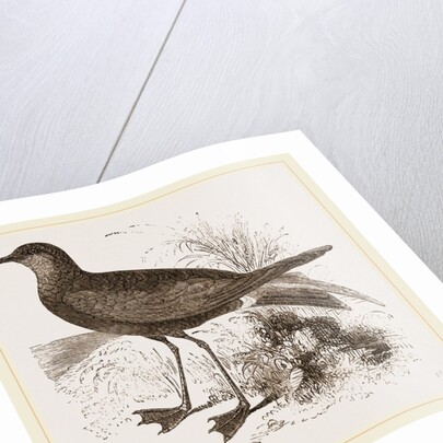 Wilson's Petrel by Anonymous