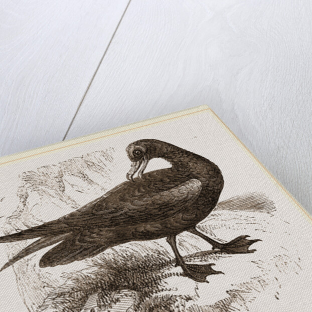 Black Petrel by Anonymous