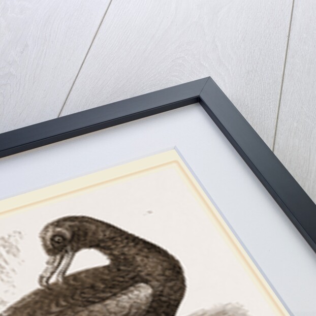 Black Petrel by Anonymous