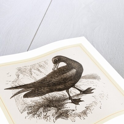 Black Petrel by Anonymous