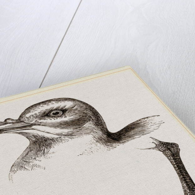 Head and Foot of Fulmar by Anonymous