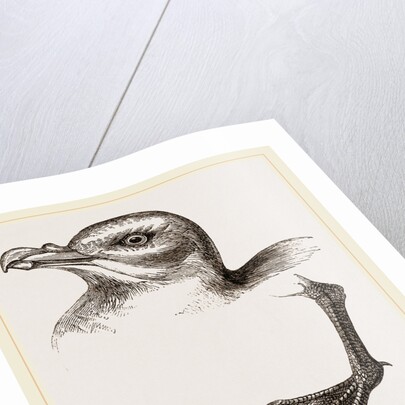 Head and Foot of Fulmar by Anonymous