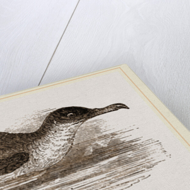 Manks Shearwater by Anonymous