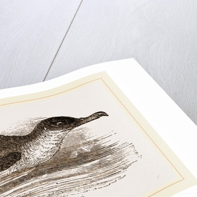 Manks Shearwater by Anonymous