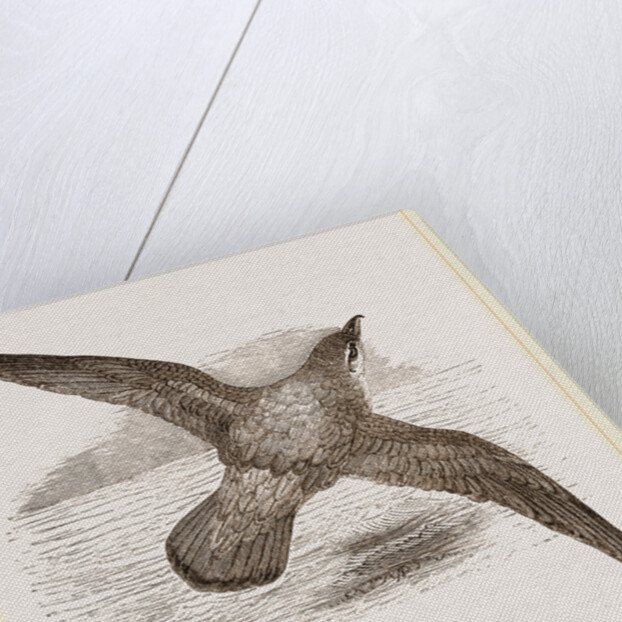 Blue Petrel by Anonymous