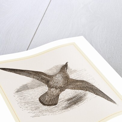 Blue Petrel by Anonymous