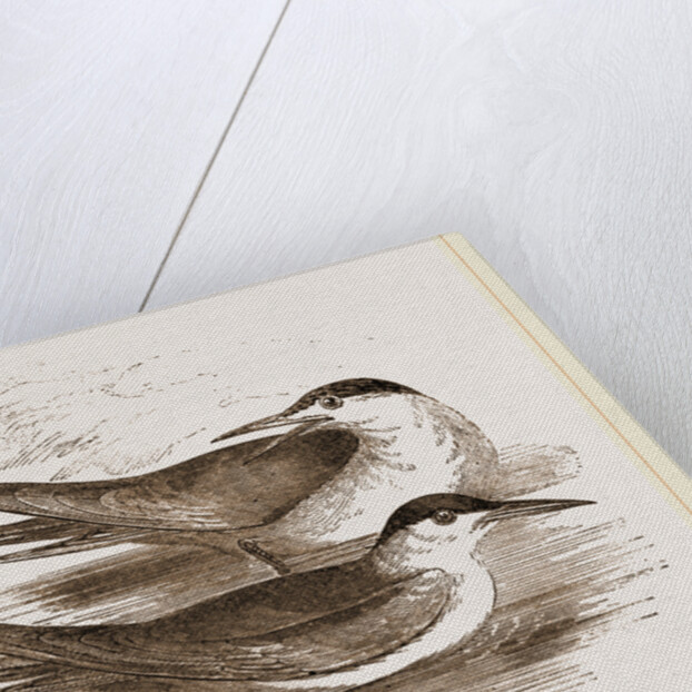 Common Terns by Anonymous