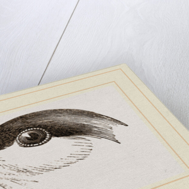 Head of Tern by Anonymous