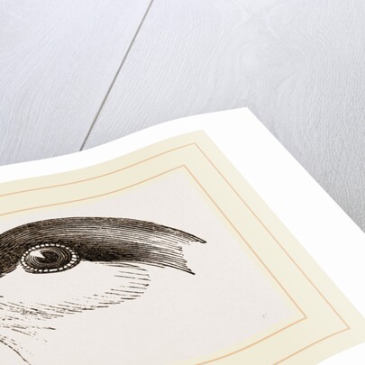 Head of Tern by Anonymous