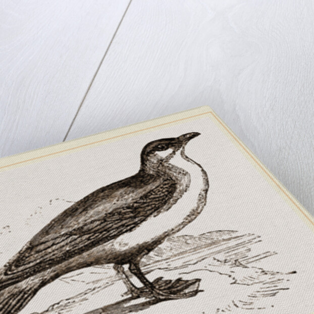 Artic Skna Gull by Anonymous